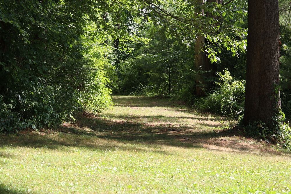 Narrow path amidst the tall trees and grass at West Hartford Reservoirs