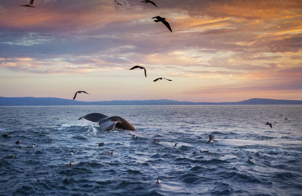 Whale Watching at Pacific Grove