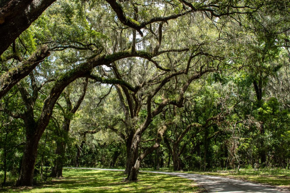 Nature trail amidst the thick forest at Withlacoochee State Forest
