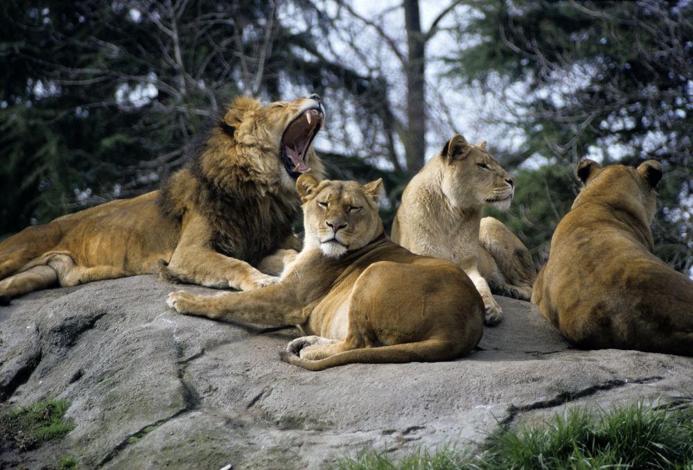 Lions at Woodland Park Zoo