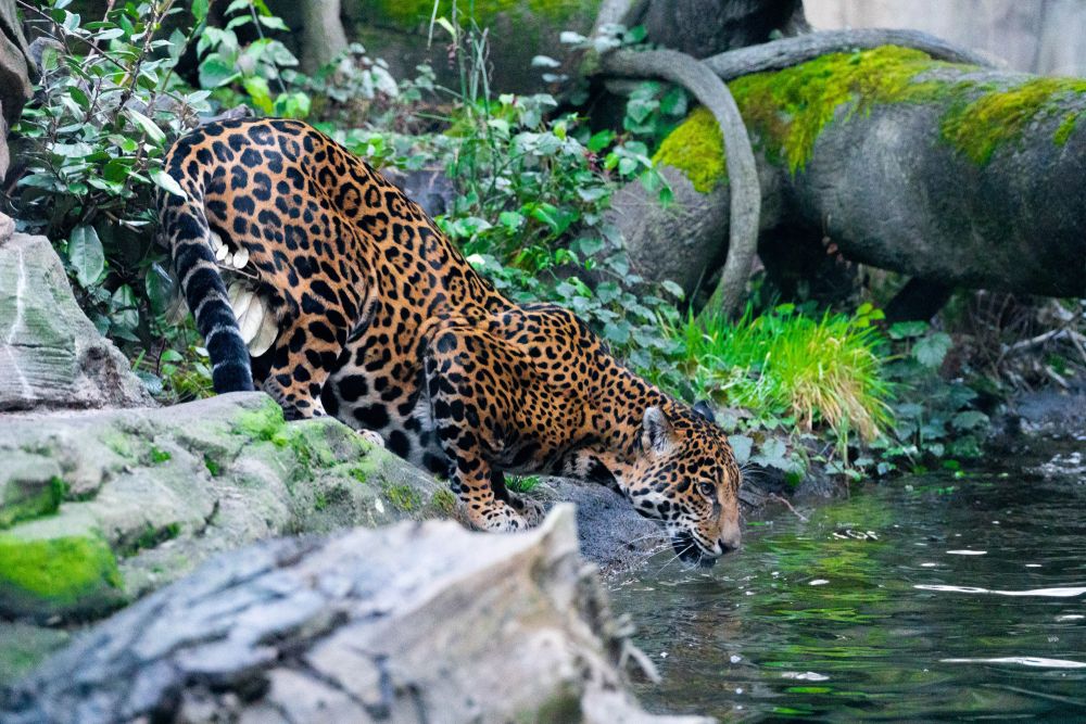 Leopard drinking water at Woodland Park Zoo