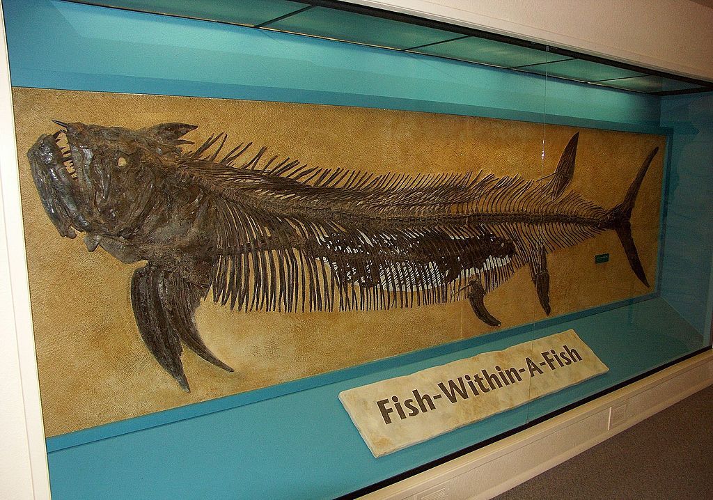 Fossils at the Sternberg Museum-Natural History