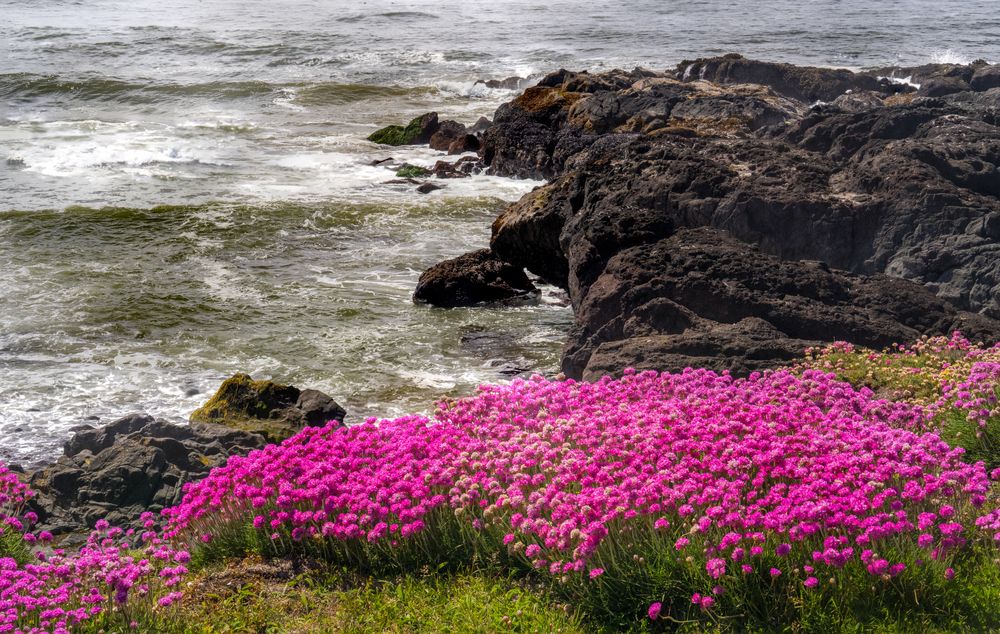 Bright flowers near Yachats’ Coastline