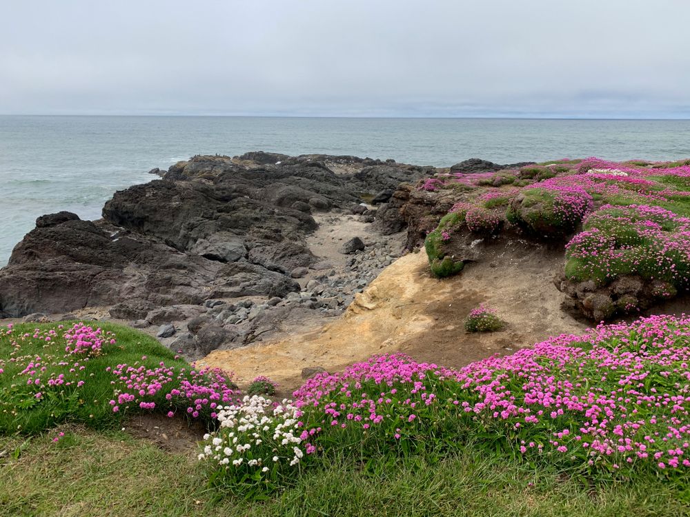Flowers near Yachats’ rocky Coastline