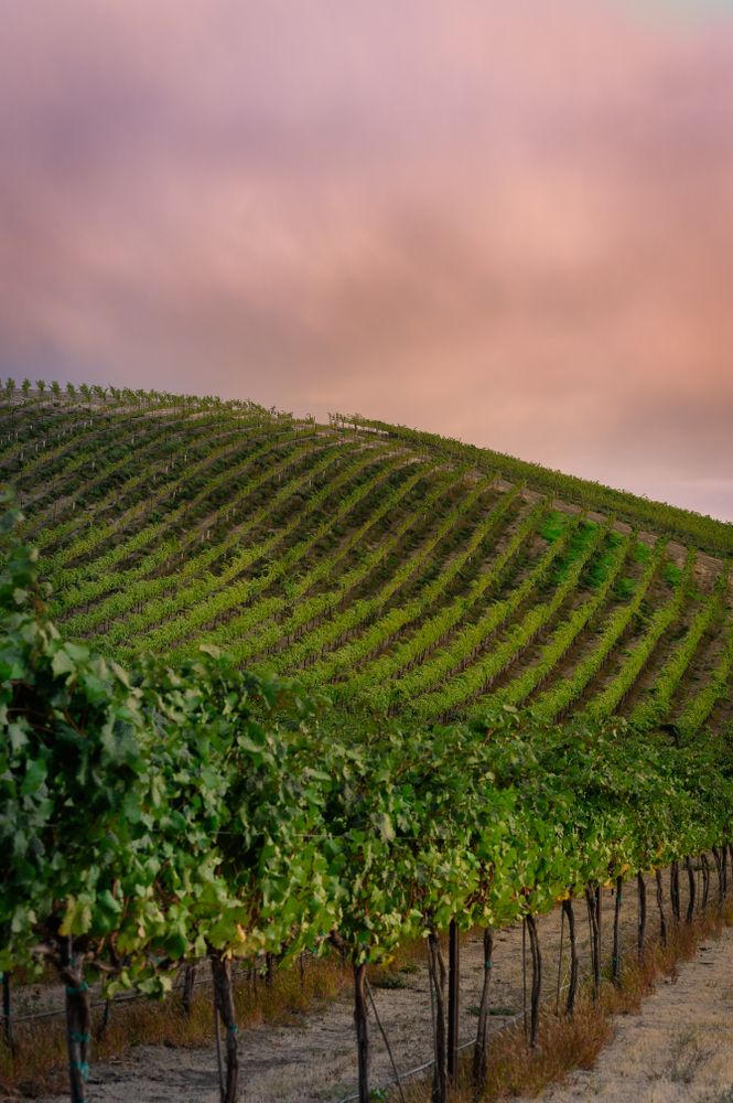 Vineyard in Yakima Valley