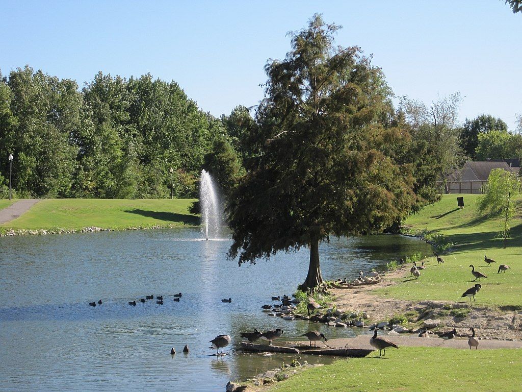 Canadian Geese at Yale Road Neighborhood Park in Bartlett, TN