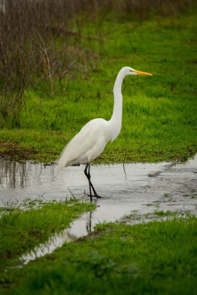 A bird at Yolo Bypass Wildlife Area