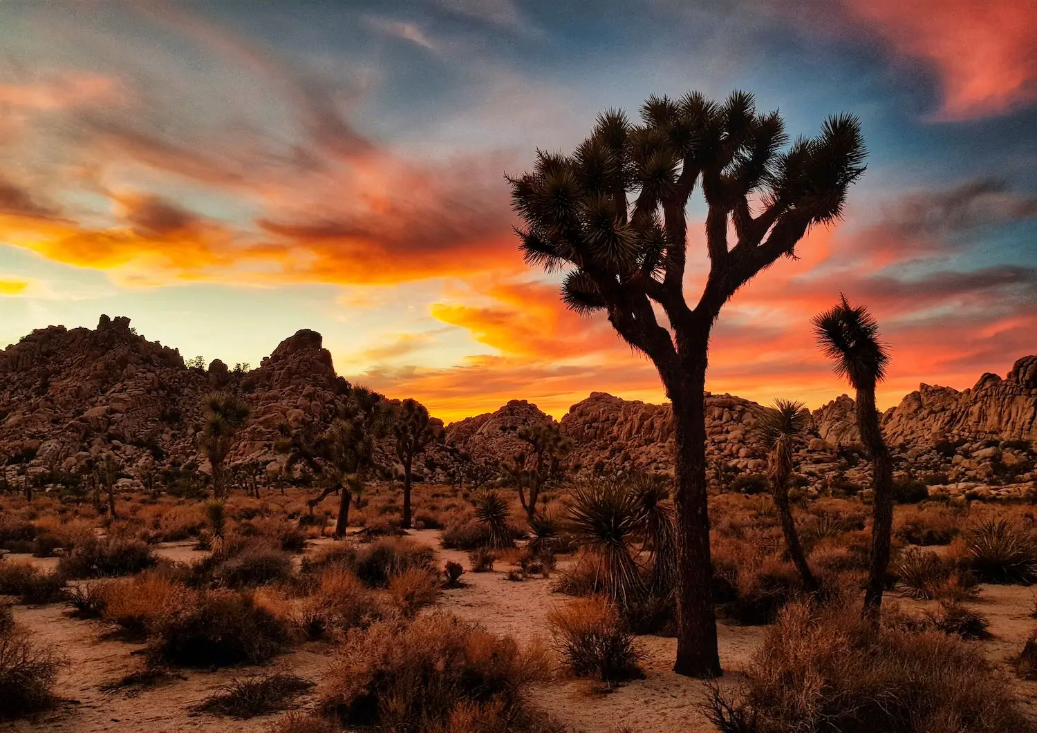 15 Best Things to Do in Yucca Valley, CA