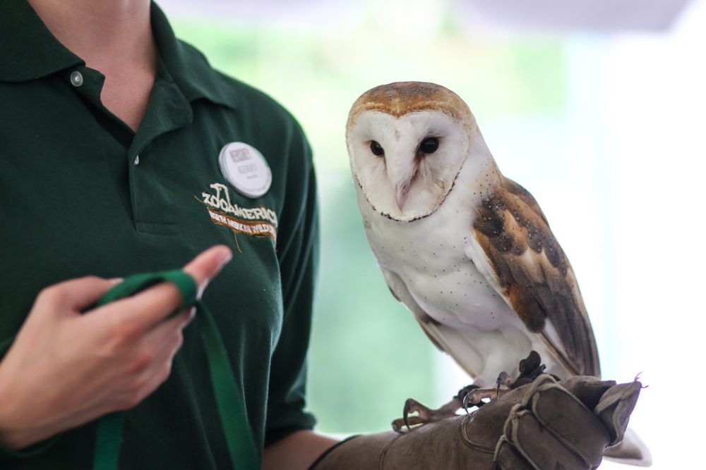 An Owl at ZooAmerica