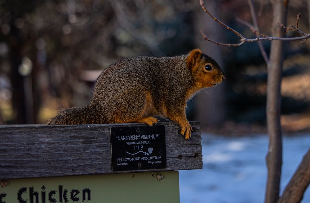 Cute squirrel at ZooMontana