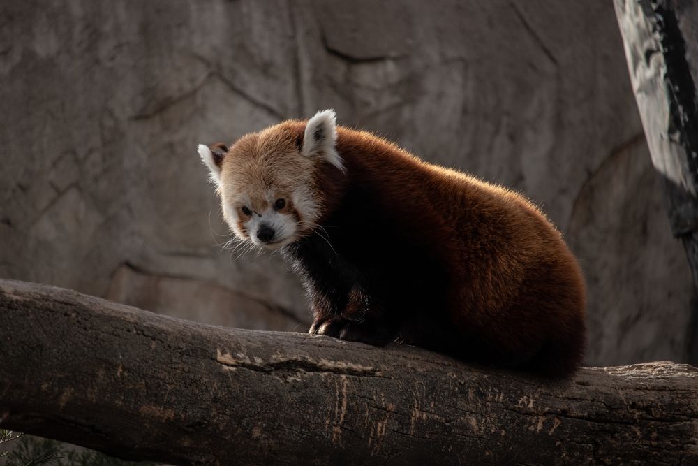 Red Panda at ZooMontana