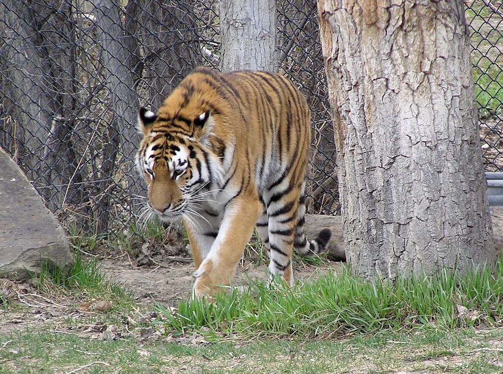 Tiger at ZooMontana