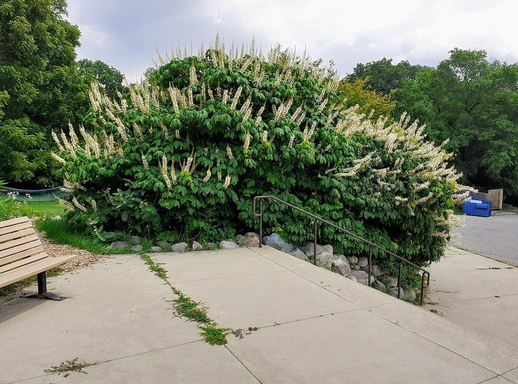 Bottlebrush buckeye plant at Leslie Science and Nature Center