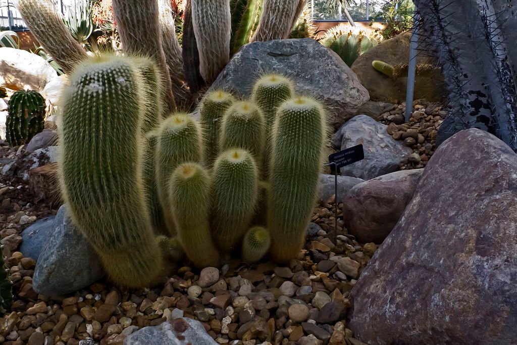 Succulents at Matthaei Botanical Gardens