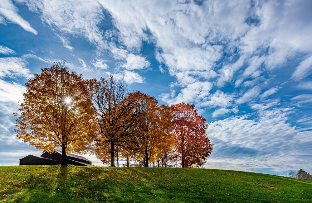 Maple trees at Darden Towe Park