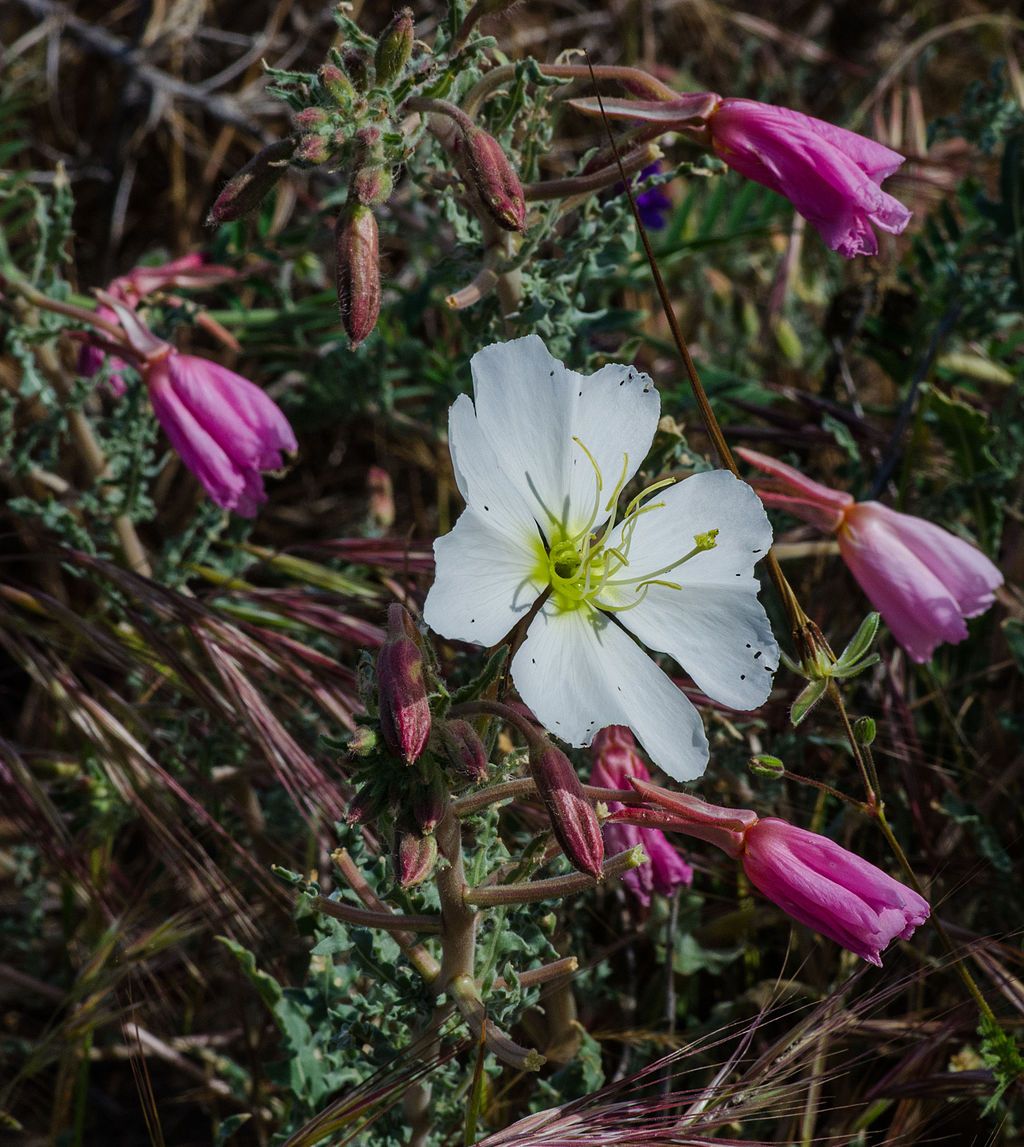 Primrose at Antioch Dunes National Wildlife Refuge