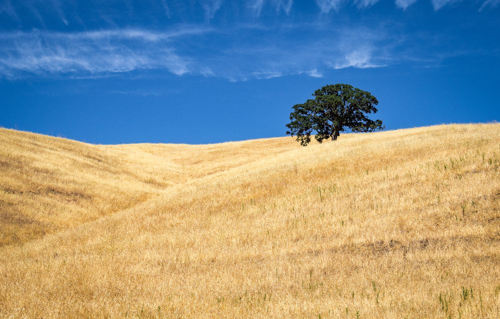 Hills at Contra Loma Regional Park