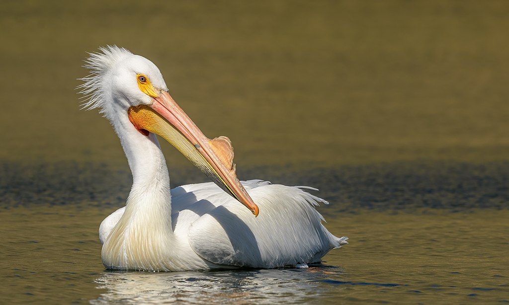 A pelican on Contra Loma Regional Park reservoir
