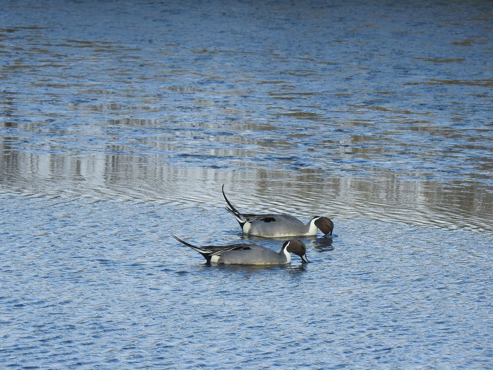 Ducks on the waters of Forsythe National Wildlife Refuge