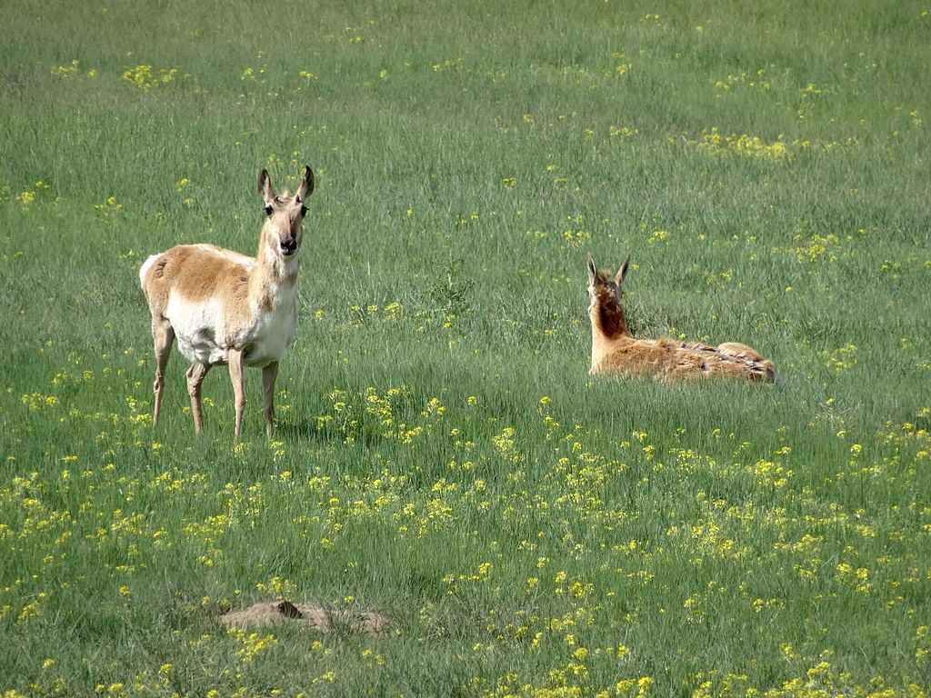 Pronghorns in Plains Conservation Center
