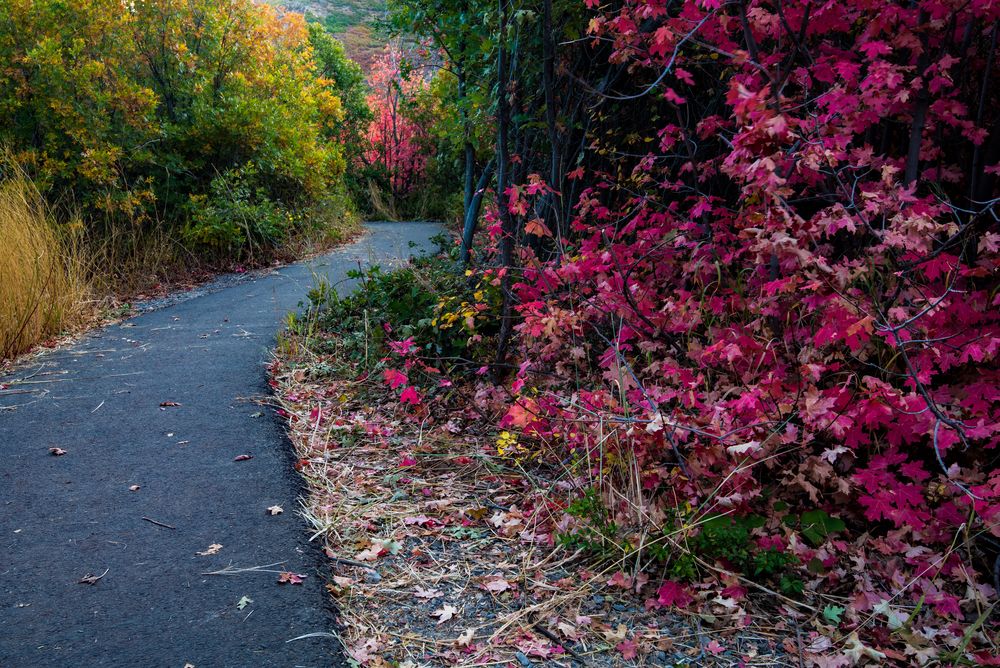 Paved trail lined with flowers in American Fork Canyon