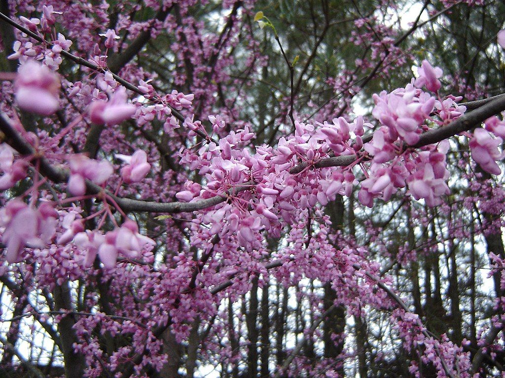 Gorgeous flowers at Webb Bridge Park