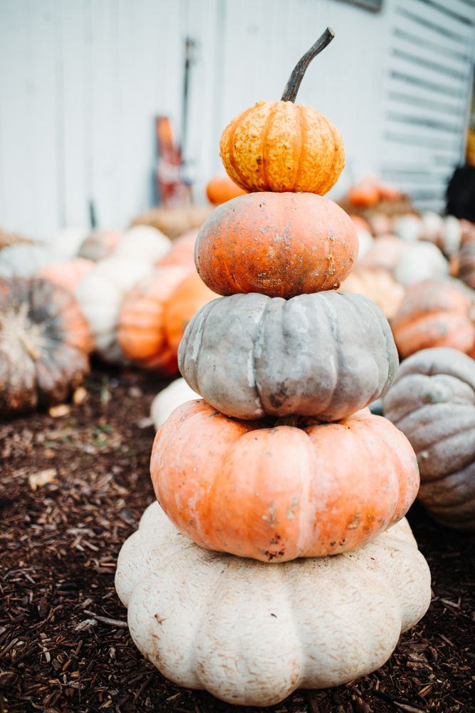 Stack of pumpkins during the Great Pumpkin Patch