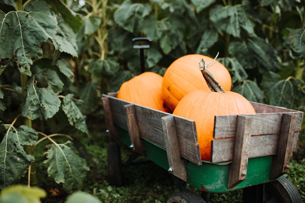 Pumpkins on a wooden wagon during the Great Pumpkin Patch