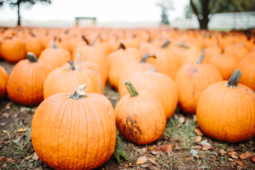 Pumpkins on the ground during the Great Pumpkin Patch