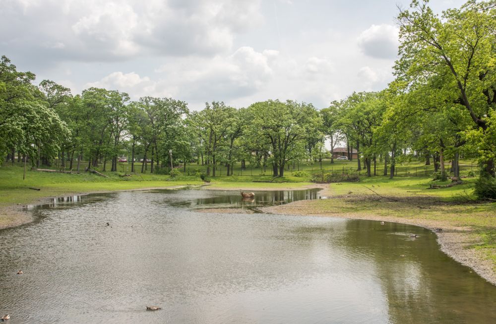 Pond at Phillips Park