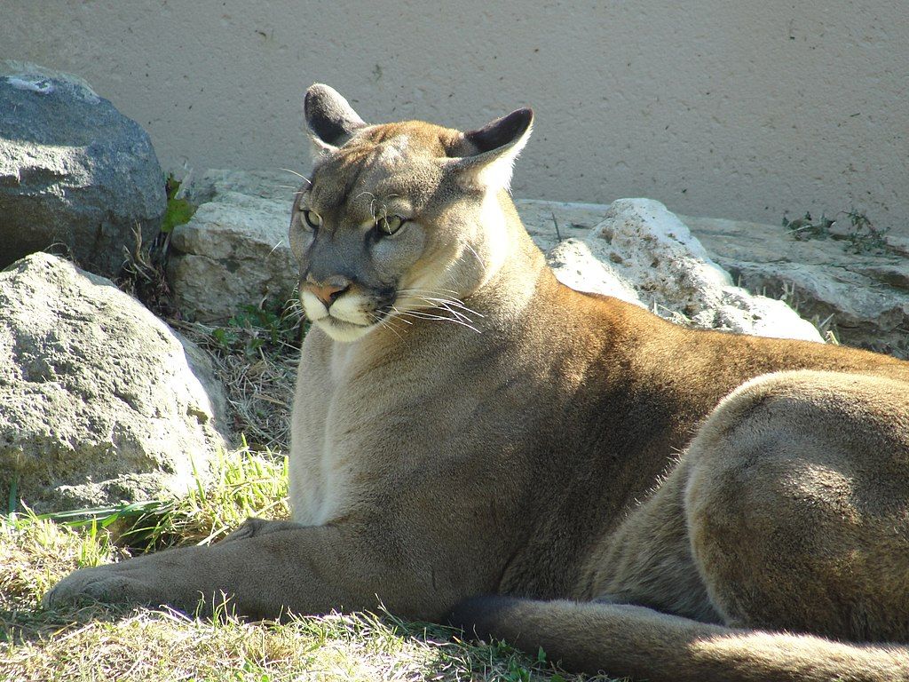 Cougar at Phillips Park Zoo
