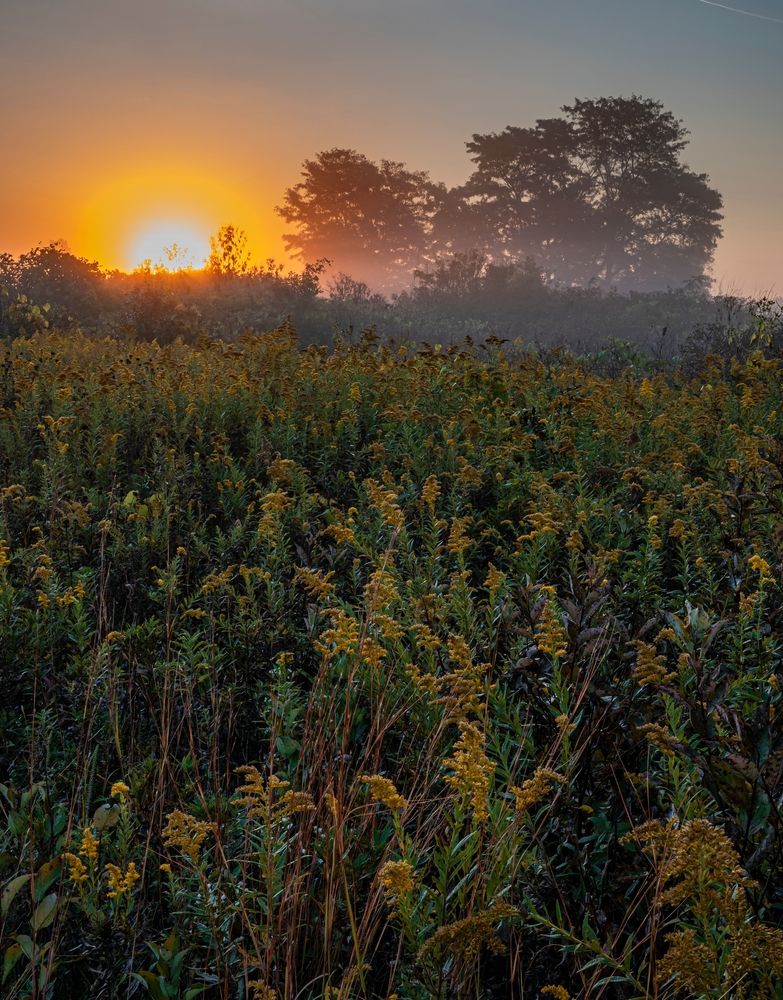 Sunrise at Springbrook Prairie Forest Preserve