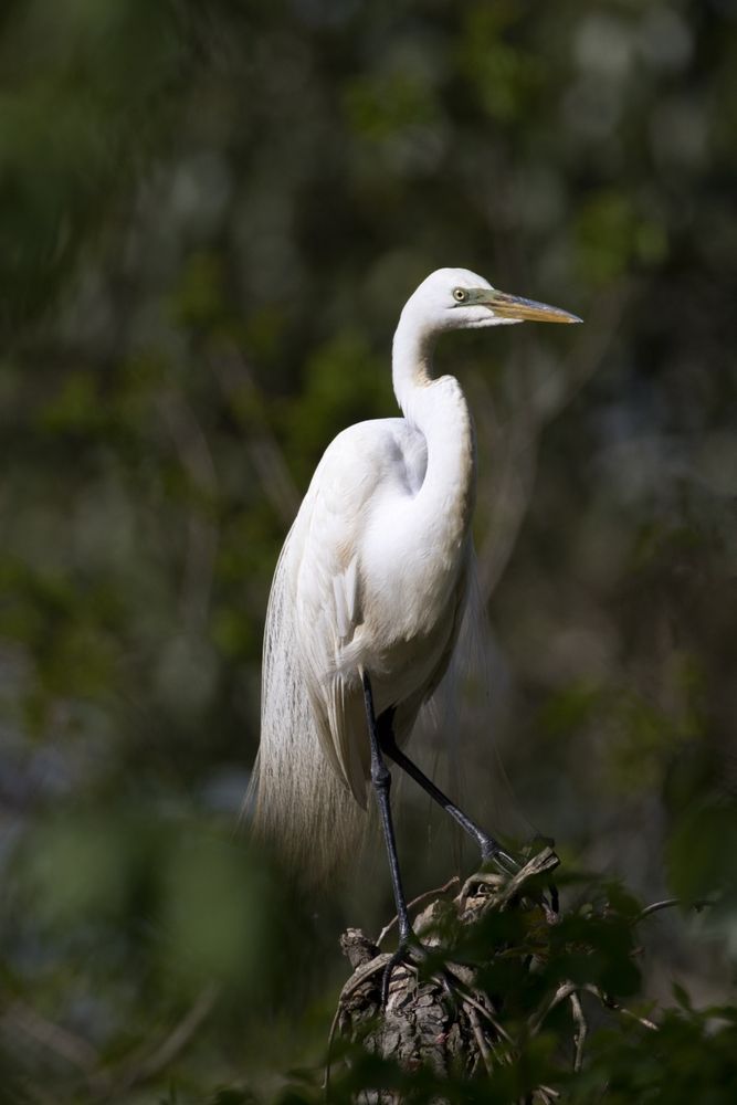 Great egret at Jungle Gardens