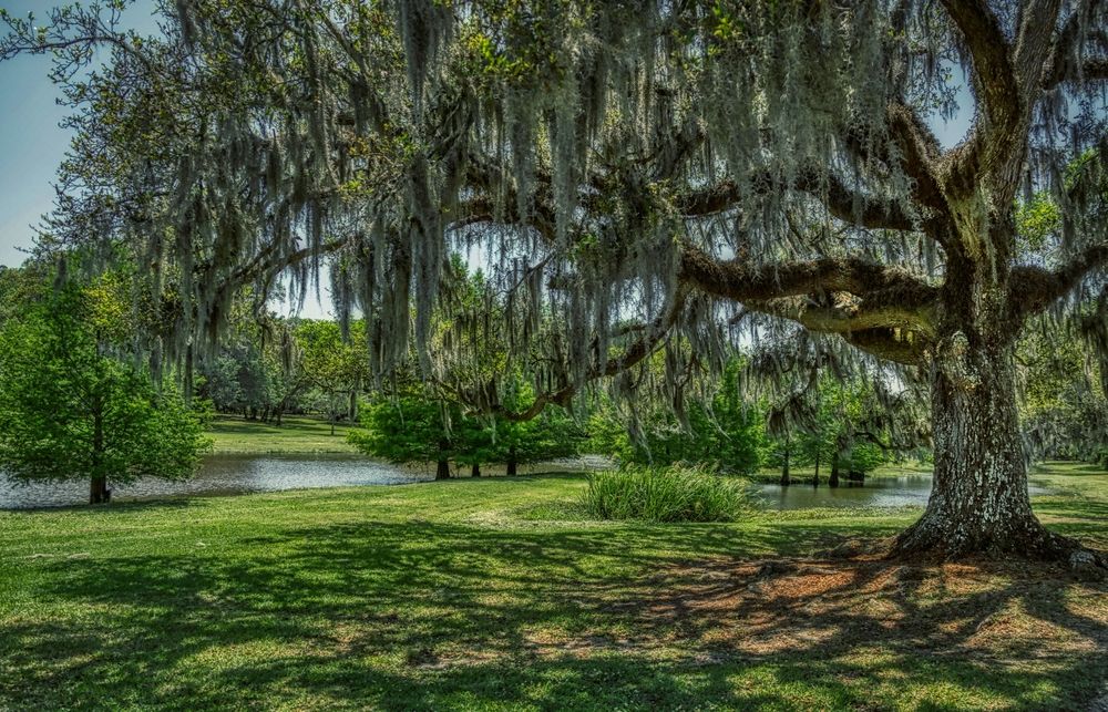 Landscape of Jungle Gardens
