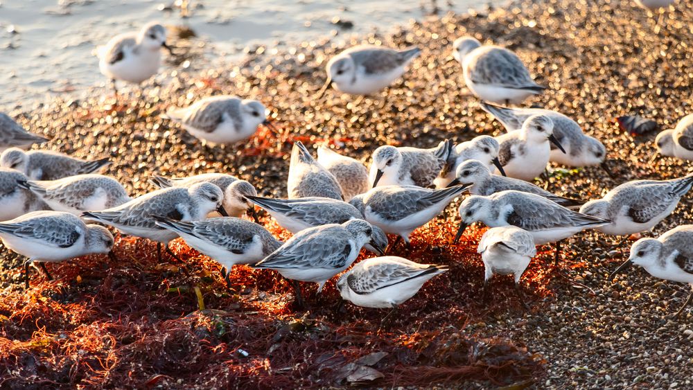 Birds on the sand of Crown Memorial State Beach