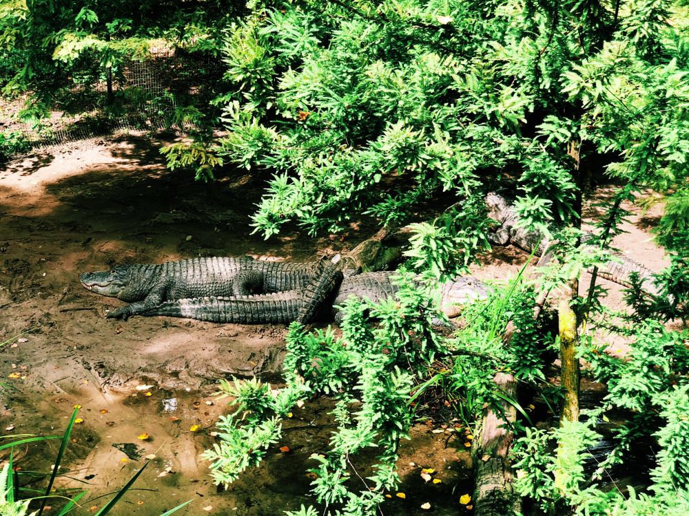 A few alligators lying on the ground, with green trees around them.