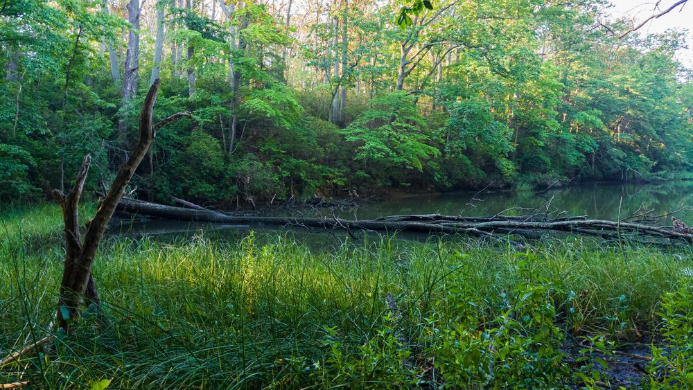 Trees surrounding the waters of Quiet Waters Park