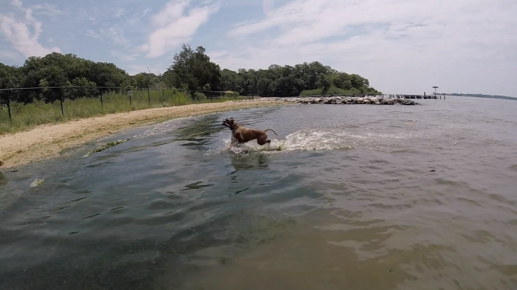 A dog swimming at Quiet Waters Park