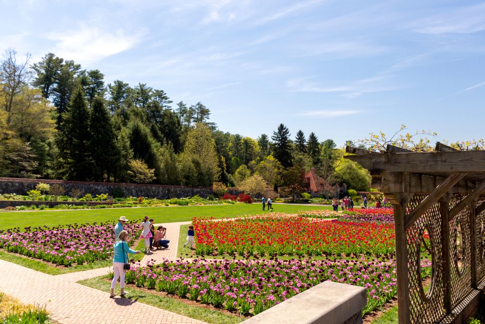 Tulips garden at the Biltmore Estate