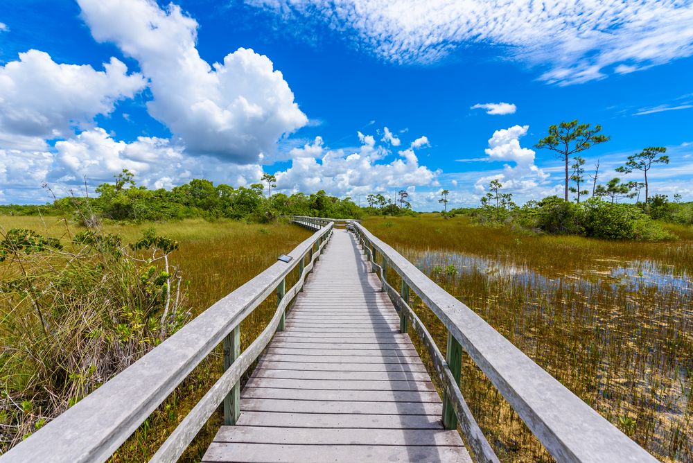 Boardwalk of Everglades National Park