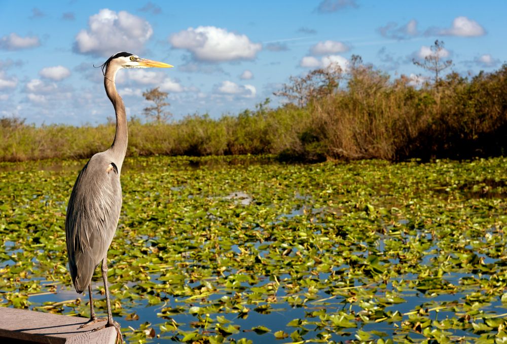A type of bird at Everglades National Park