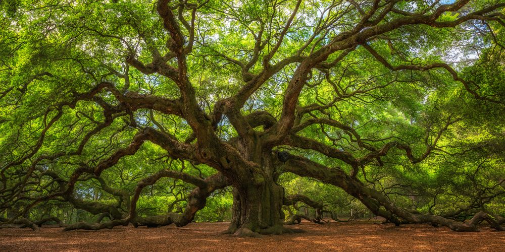 Daytime view of the Angel Oak Tree