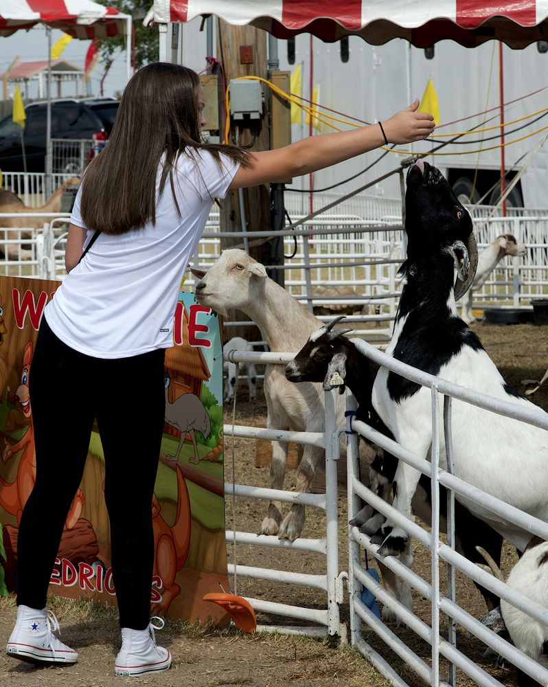 A person feeding the goats at Kansas State Fair