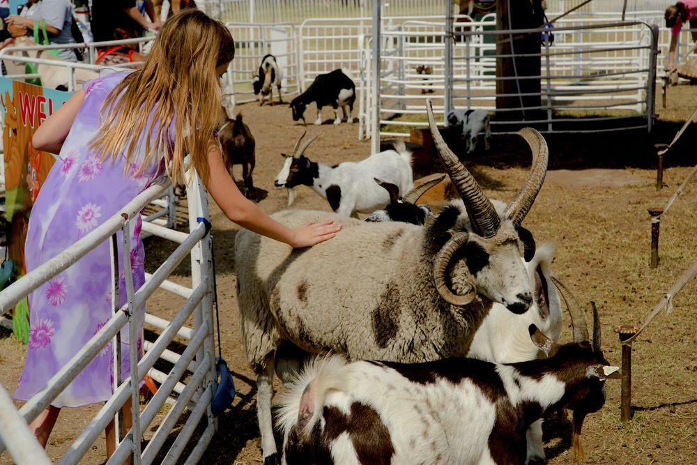Petting Zoo in Kansas State Fair