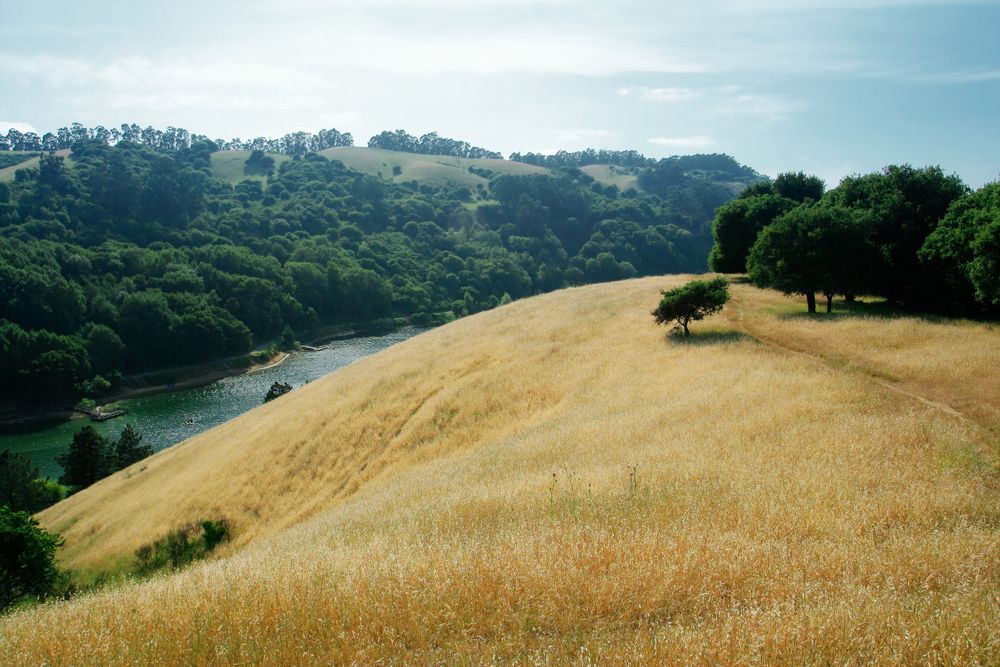 View of Anthony Chabot Regional Park