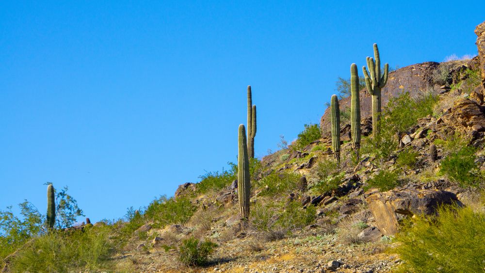 Cactus at Pima Canyon Trail