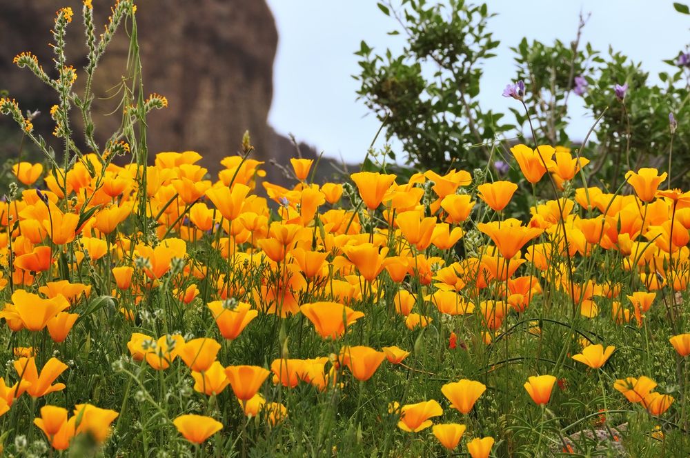 Vibrant flowers along Lost Dutchman State Park