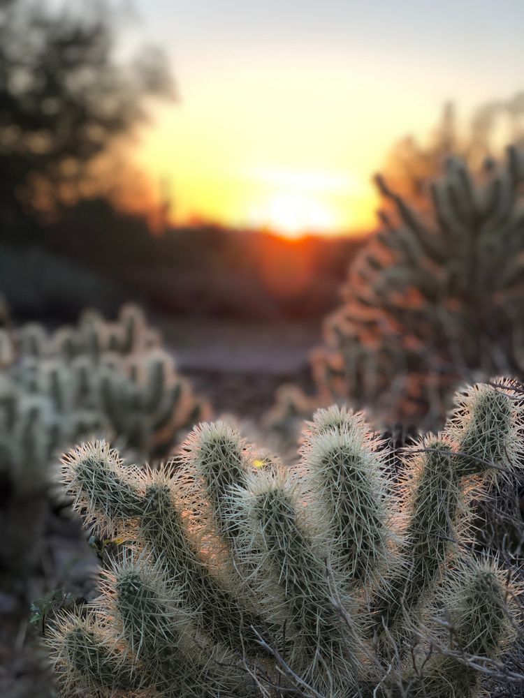 Sunset behind a cactus at Lost Dutchman State Park
