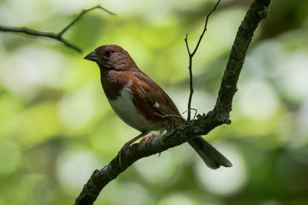 Bird on a tree in Ijams Nature Center