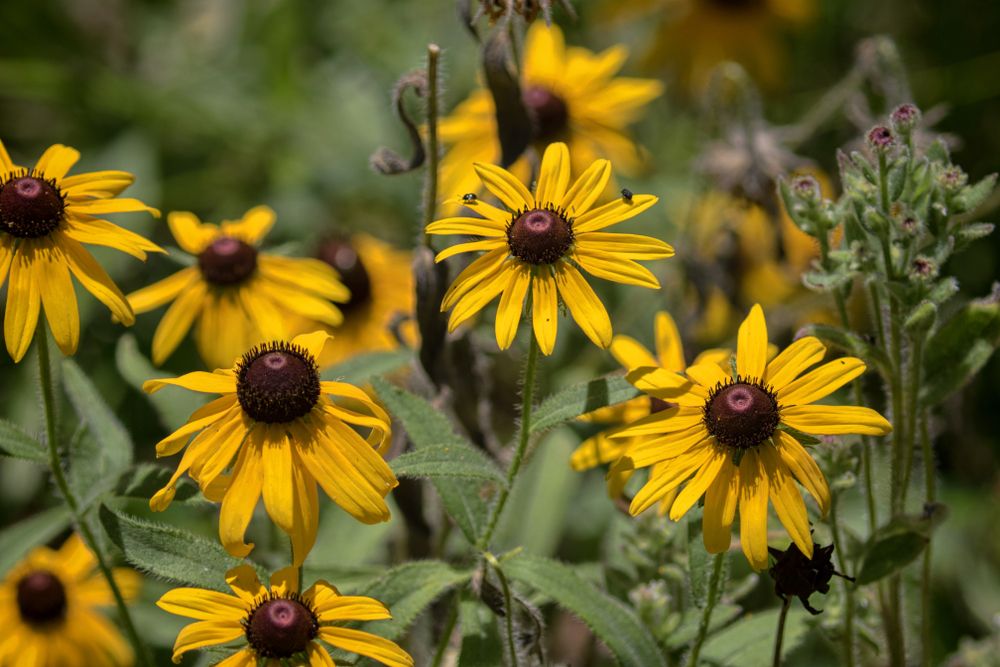 Pretty flowers in Ijams Nature Center